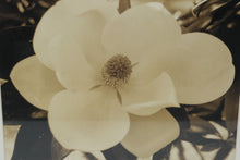 Load image into Gallery viewer, Magnolia Flower Sepia Photograph Framed Wall Art Gold Frame 19 x 23