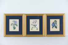 Load image into Gallery viewer, Set of 3 Framed Botanical Prints – Blue Floral Series (Achimenes, Torrenia, Hindsia) – 14.5" x 16.5" Gold Frames
