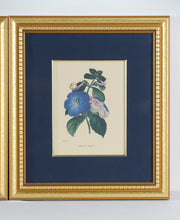Load image into Gallery viewer, Set of 3 Framed Botanical Prints – Blue Floral Series (Achimenes, Torrenia, Hindsia) – 14.5" x 16.5" Gold Frames