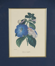 Load image into Gallery viewer, Set of 3 Framed Botanical Prints – Blue Floral Series (Achimenes, Torrenia, Hindsia) – 14.5" x 16.5" Gold Frames