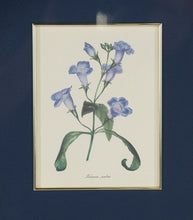 Load image into Gallery viewer, Set of 3 Framed Botanical Prints – Blue Floral Series (Achimenes, Torrenia, Hindsia) – 14.5" x 16.5" Gold Frames