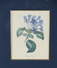 Load image into Gallery viewer, Set of 3 Framed Botanical Prints – Blue Floral Series (Achimenes, Torrenia, Hindsia) – 14.5" x 16.5" Gold Frames