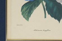 Load image into Gallery viewer, Set of 3 Framed Botanical Prints – Blue Floral Series (Achimenes, Torrenia, Hindsia) – 14.5" x 16.5" Gold Frames