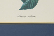 Load image into Gallery viewer, Set of 3 Framed Botanical Prints – Blue Floral Series (Achimenes, Torrenia, Hindsia) – 14.5" x 16.5" Gold Frames