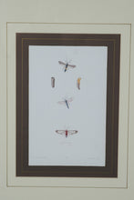 Load image into Gallery viewer, “Aegeria” Framed Natural History Engraving Print – After T.R. Peale – 17.25" x 21.25"