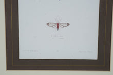 Load image into Gallery viewer, “Aegeria” Framed Natural History Engraving Print – After T.R. Peale – 17.25" x 21.25"