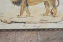 Load image into Gallery viewer, Safari Animal Wall Art Set Elephant Lion Leopard Framed Prints USA
