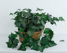 Load image into Gallery viewer, Artificial English Ivy Arrangement in Handwoven Wicker Basket – 13" x 12" x 7" Realistic Cascading Greenery Décor