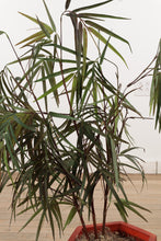 Load image into Gallery viewer, Artificial Palm
