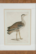 Load image into Gallery viewer, Edwards Bustard Otis Edwardsi Framed Bird Print Natural History Art 23 Inch