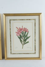 Load image into Gallery viewer, Pair of P.J. Redouté Botanical Prints – Pivoine de la Chine & Laurier Rose – Framed Floral Art Set, Gold Frames 15.5” x 19.5”