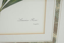 Load image into Gallery viewer, Pair of P.J. Redouté Botanical Prints – Pivoine de la Chine & Laurier Rose – Framed Floral Art Set, Gold Frames 15.5” x 19.5”