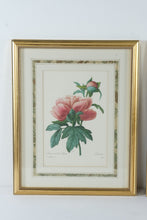 Load image into Gallery viewer, Pair of P.J. Redouté Botanical Prints – Pivoine de la Chine & Laurier Rose – Framed Floral Art Set, Gold Frames 15.5” x 19.5”