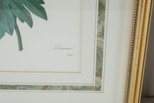 Load image into Gallery viewer, Pair of P.J. Redouté Botanical Prints – Pivoine de la Chine & Laurier Rose – Framed Floral Art Set, Gold Frames 15.5” x 19.5”