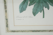 Load image into Gallery viewer, Pair of P.J. Redouté Botanical Prints – Pivoine de la Chine & Laurier Rose – Framed Floral Art Set, Gold Frames 15.5” x 19.5”