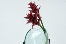 Load image into Gallery viewer, Contemporary Art Glass Vase Heliconia Flower CT Botanical Designs Studio Glass