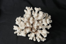 Load image into Gallery viewer, Natural White Branch Coral Specimen Large Decorative Reef Display 7.5 Inch