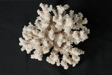 Load image into Gallery viewer, Natural White Branch Coral Specimen Large Decorative Reef Display 7.5 Inch