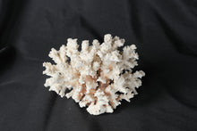 Load image into Gallery viewer, Natural White Branch Coral Specimen Large Decorative Reef Display 7.5 Inch