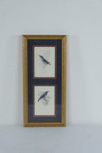Load image into Gallery viewer, Vintage Hummingbird and Sunbird Natural History Prints Framed Gold 9 x 20