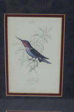 Load image into Gallery viewer, Vintage Hummingbird and Sunbird Natural History Prints Framed Gold 9 x 20