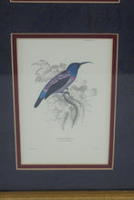 Load image into Gallery viewer, Vintage Hummingbird and Sunbird Natural History Prints Framed Gold 9 x 20