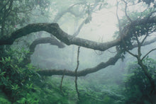 Load image into Gallery viewer, Eden - Framed Photograph - G Newton