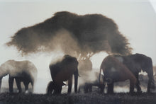 Load image into Gallery viewer, Martyn Colbeck Elephant Silhouettes Wildlife Photography Print Framed Wall Art 32x24