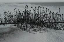 Load image into Gallery viewer, 🌊 “Coastal Whispers” – Framed Dune Photography by Eve Turek (Pair)