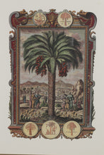 Load image into Gallery viewer, Pair Framed Palm Tree Botanical Engravings Classical Style Prints 25 x 29