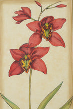 Load image into Gallery viewer, Framed Lilly Print - Artist Signed