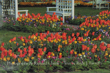 Load image into Gallery viewer, Gardens & Landscapes of Virginia – Photography by Richard Cheek | Text by Rudy J. Favretti