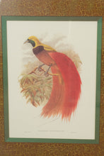 Load image into Gallery viewer, Pair of John Richard Framed Bird of Paradise Prints