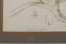 Load image into Gallery viewer, Botanical Flora II 29 x 35 John Richard