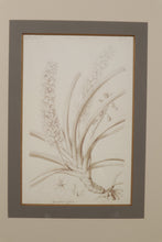 Load image into Gallery viewer, Botanical Flora II 29 x 35 John Richard
