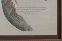 Load image into Gallery viewer, "The Anchove Pear Tree" John Richard Palm - 29 x 34