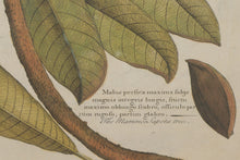 Load image into Gallery viewer, "Mammee Sapota Tree" John Richard Palm - 29 x 34