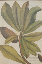 Load image into Gallery viewer, "Mammee Sapota Tree" John Richard Palm - 29 x 34