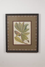 Load image into Gallery viewer, "Mammee Sapota Tree" John Richard Palm - 29 x 34