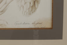 Load image into Gallery viewer, Botanical Flora I 29 x 35 John Richard