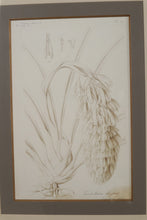 Load image into Gallery viewer, Botanical Flora I 29 x 35 John Richard