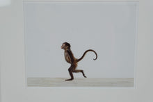 Load image into Gallery viewer, Sharon Montrose “Baby Monkey No. 2” Photographic Print – Framed Animal Art, 16 x 14