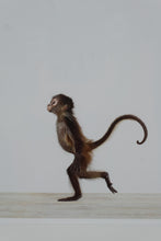 Load image into Gallery viewer, Sharon Montrose “Baby Monkey No. 2” Photographic Print – Framed Animal Art, 16 x 14