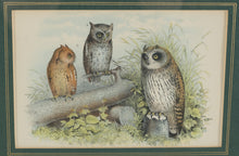 Load image into Gallery viewer, Theodore Jasper Short Eared Owl and Screech Owl Print Gold Frame 18 x 15