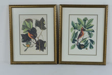 Load image into Gallery viewer, Vintage Audubon Style Bird Botanical Prints Framed Pair Gold Frames 17 x 21