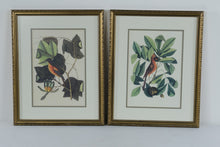 Load image into Gallery viewer, Vintage Audubon Style Bird Botanical Prints Framed Pair Gold Frames 17 x 21