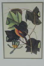 Load image into Gallery viewer, Vintage Audubon Style Bird Botanical Prints Framed Pair Gold Frames 17 x 21