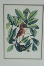 Load image into Gallery viewer, Vintage Audubon Style Bird Botanical Prints Framed Pair Gold Frames 17 x 21
