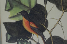 Load image into Gallery viewer, Vintage Audubon Style Bird Botanical Prints Framed Pair Gold Frames 17 x 21