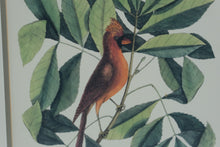 Load image into Gallery viewer, Vintage Audubon Style Bird Botanical Prints Framed Pair Gold Frames 17 x 21